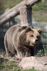 Braunbär