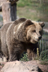 Braunbär