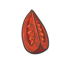 Red tomato slice line drawing.