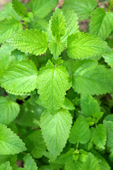Young lemon balm leaves
