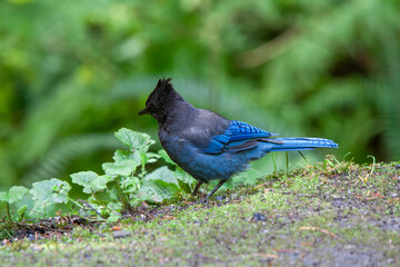 Steller's Jay on the ground