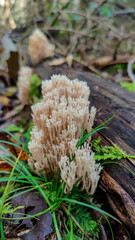 Coral mushroom growing on a mossy wet ground in south Germany