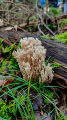Coral mushroom growing on a mossy wet ground in south Germany