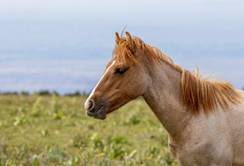 Obraz premium Beautiful Wild Horse in the Pryor Mountains Montana in Summer