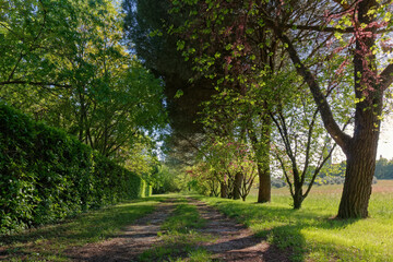 Trail in a park in springtime, with a tall hedge on one side and a meadow on the other and the...