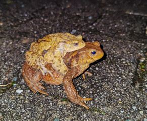 Female and male toad copulating for reproduction