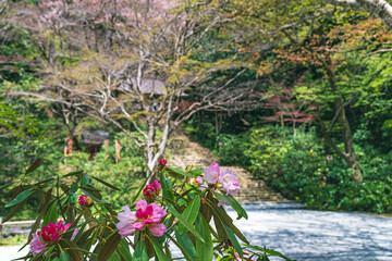 奈良 室生寺 シャクナゲと新緑の鎧坂