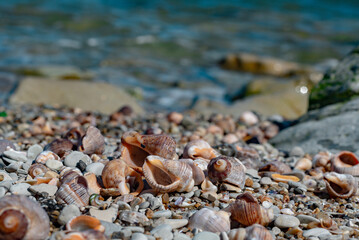 Rapana shells on sand against the background of the sea