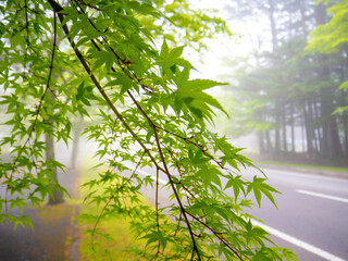 霧の軽井沢　楓の新緑