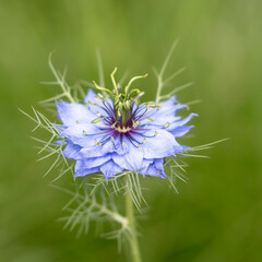 close-up of a love-in-a-missed also called a devil in the busch