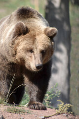 Braunbär
