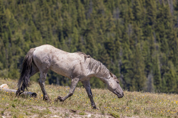 Beautiful Wild Horse in the Pryor Mountains Montana in Summer