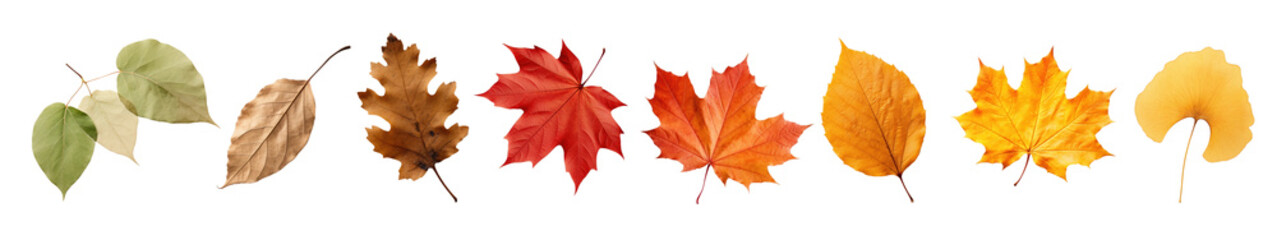 Obraz premium Autumn leaves set