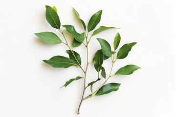Obraz premium leaves on a white background. Nature concept for design and print. Сamphor Ayurveda. ayurvedic herbs. Generative AI