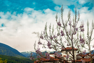 Spring in Bansko. Blooming Paulownia tree against the backdrop of the Pirin Mountains
