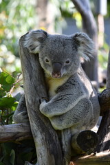 varios animales zoo madrid