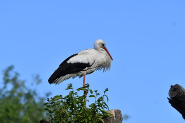 varios animales zoo madrid