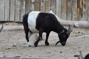 varios animales zoo madrid