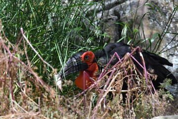 varios animales zoo madrid