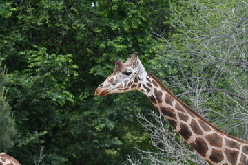 varios animales zoo madrid
