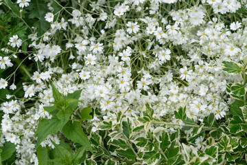 cerastium or chickweed flowers and shrub leaves
