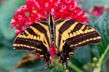 butterfly on a flower