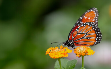butterfly on flower