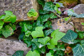 ivy on the wall