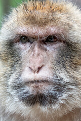 Fototapeta premium Close up of a Barbary macaque (Macaca sylvanus)