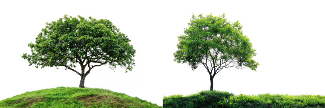 single tree on grass hill, set, isolated on white or transparent png