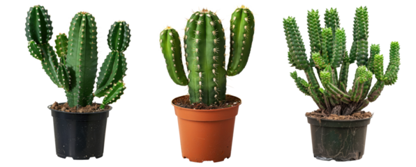 set of indoor cactus in pot, isolated on white or transparent png
