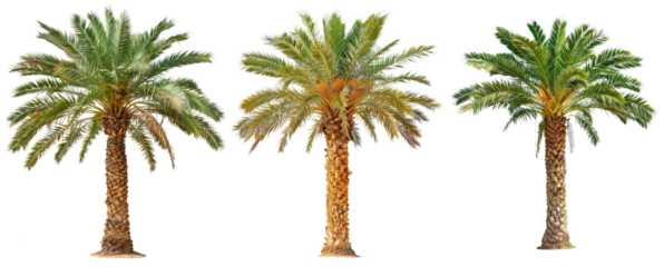 palm tree isolated on white or transparent png