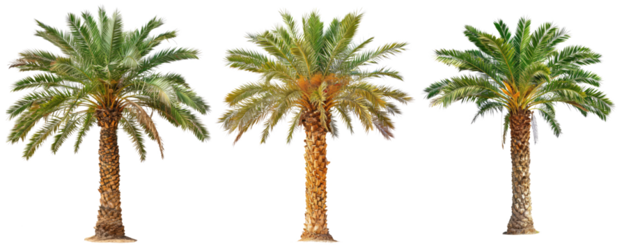 palm tree isolated on white or transparent png