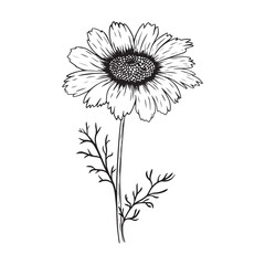 Daisy or chamomile flowers sketch.