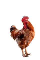 rooster on the farm in the yard