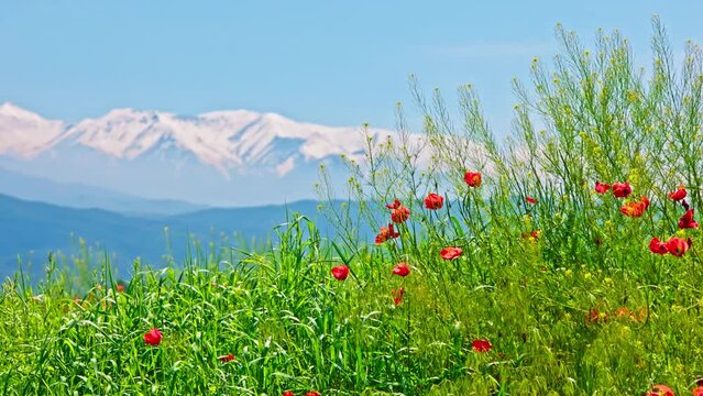 Blooming red poppies are swaying in the wind at sunny day with high snowcapped mountains in the background.