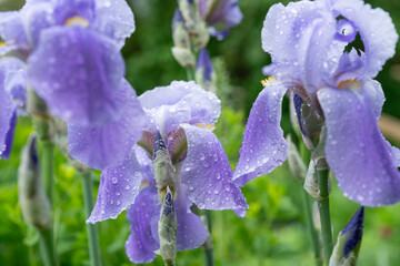 rain covered lavender and purple irises in the garden