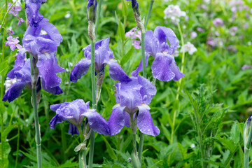 Purple Irises Covered With Rain