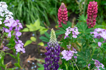 Obraz premium pink and purple flowers (mostly lupines and Hesperis matronalis?) in a rainy spring garden