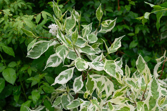 cornus controversa variegata bush on a rainy day in the garden