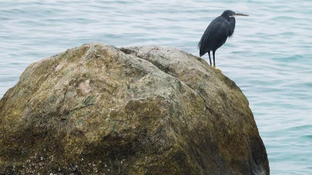 Bandar Abbas, Iran, January. The western reef heron (Egretta gularis) on coast of Strait of Hormuz