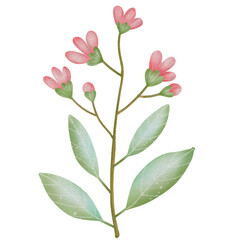 Watercolor. Pink flowers in spring, hand drawn.