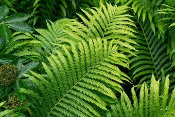 rain on common garden ferns - Powered by Adobe