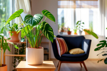 Fototapeta premium Houseplant, white and green with many variations, rare, large leaf, tropical, in a terracotta pot, in a bright living room full of green plants on a sunny day