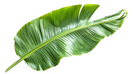 Vibrant Green Banana Leaf - Perfect for Tropical Aesthetics and Eco-Friendly Designs