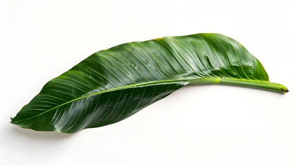 Fototapeta premium Bold Bird of Paradise Leaf Isolated on White Background: A Tropical Nature Concept
