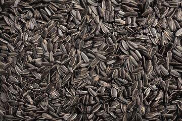 Top view of many roasted striped sunflower seeds.