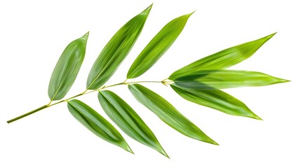 Obraz premium Elegant Bamboo Leaf: Symbol of Tranquility and Simplicity on Pure White Backdrop
