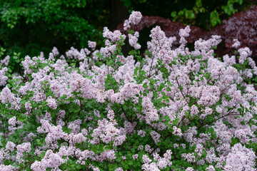 late blooming lilac shrub on an overcast day