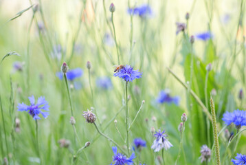 Fototapeta premium Natural meadow with blue cornflowers and honey bee